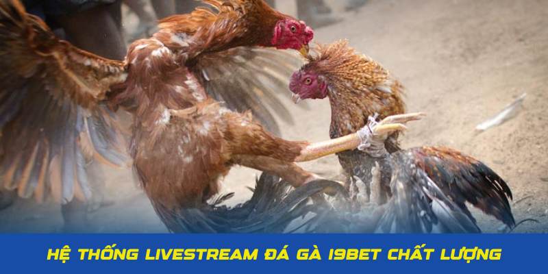 Hệ thống phòng live chất lượng, mượt mà tại đá gà I9BET