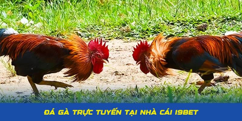 Hình thức đá gà I9BET trực tuyến cực kỳ hấp dẫn 